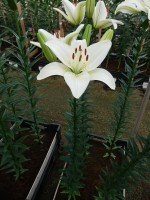 [5129 Pagani VZ No02.JPG]